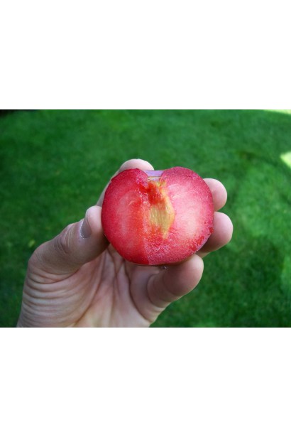 Спелый плуот Флейвор Супреме, разрезанный пополам, видна красная мякоть